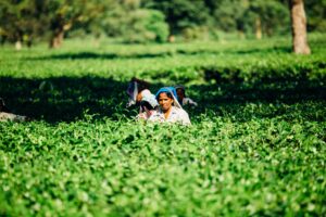 Workers harvesting green crops in a lush field, with forested trees in the background.