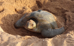 A sea turtle resting in a sandy nest on the beach with a tag on its shell.