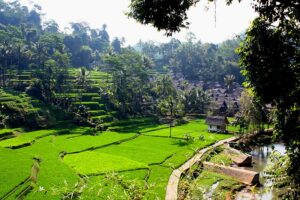 Lush green terraced rice fields with scattered trees and a small village under a clear sky.