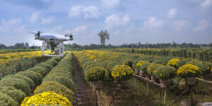 A drone flying over a field of yellow flowering plants under a partly cloudy sky.