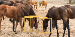 Several horses grazing in a field with yellow rectangles labeled "horse.