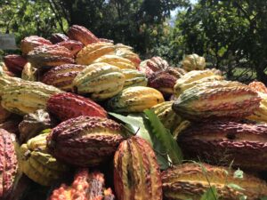 A pile of ripe cocoa pods in various colors under sunlight, surrounded by green foliage.