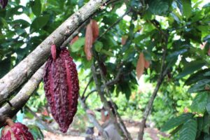 Cacao pods hanging from a tree branch in a lush green plantation.