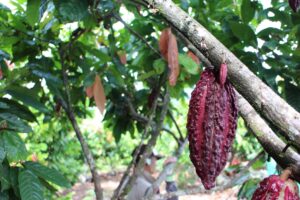 Close-up of cacao pods on a tree branch in a lush, green plantation.