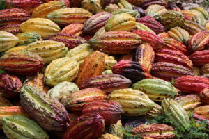 A pile of colorful cacao pods with red, yellow, and green hues.