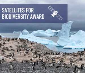 Penguins on rocky terrain with icebergs in the background and text reading "Satellites for Biodiversity Award.