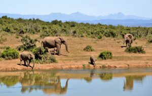 Elephants, including calves, near a waterhole with distant blue mountains and green shrubs under a clear sky.