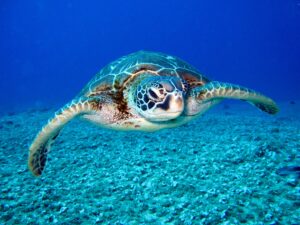 Sea turtle swimming gracefully underwater over a sandy ocean floor with a deep blue backdrop.