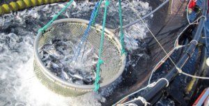 A net full of fish being lifted from the ocean on a fishing boat.