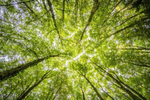 View from below of tall trees with green leaves forming a canopy against a bright sky.