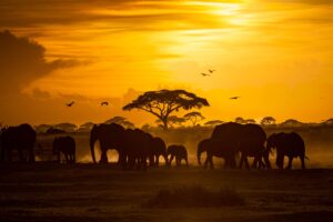 Elephants silhouetted against an orange sunset, with birds flying and a tree in the background.