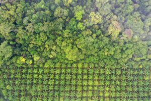 Aerial view of a lush green forest merging into rows of evenly planted palm trees.
