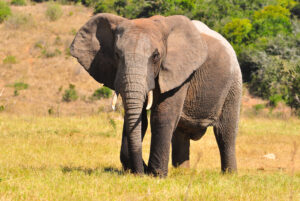 Elephant standing on grassy field with trees and hills in the background.