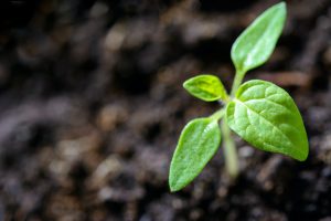 Close-up of a small green plant with several leaves emerging from dark soil.