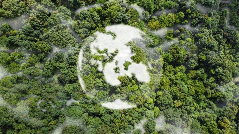 Aerial view of dense forest with a white globe symbol blended into the greenery.