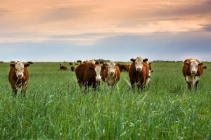 Cows standing in a lush green field with a vibrant sunset sky in the background.